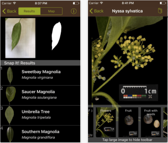 Aplikacja Leafsnap do identyfikacji roślin i liści
